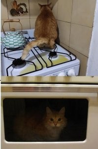 20 фото хвостатых хулиганов, которым наглости не занимать