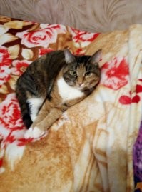 У собак, конечно, мордахи более эмоциональные))) Но и котики тоже прелести! Я свою умницу-красавицу просто обожаю! Обычная дворняжечка, но характер золотой - ласковая, добрая, болтушка разговорчивая, не пакостит никогда...