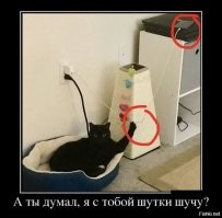 20 фото хвостатых хулиганов, которым наглости не занимать