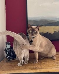20 фото хвостатых хулиганов, которым наглости не занимать