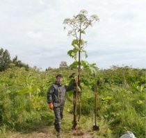 из этих бревен дома троить можно)))