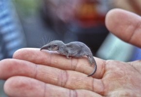 17 счастливчиков, которым попалась редкость - одна на миллион
