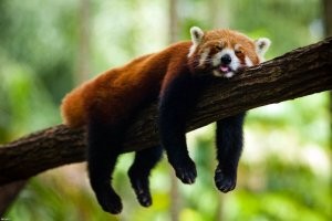 А кошачий медведь?! А красная панда?!
