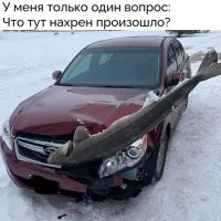 Лично у меня другой вопрос: с каких это пор у осетровых (да и вообще у рыб) образовался ГОРИЗОНТАЛЬНЫЙ хвостовой плавник?