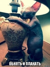 20 фото хвостатых хулиганов, которым наглости не занимать