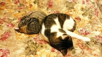 Мои два кота либо спят, либо играются друг с другом и им норм )))