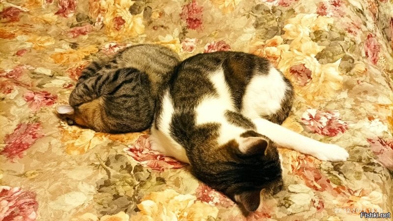 Мои два кота либо спят, либо играются друг с другом и им норм )))