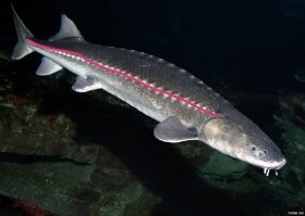 Не знаю как правильно зовутся эти костяные наросты, которые идут сбоку вдоль тела, но из представленной вами картинки видно, что они идут сбоку вдоль рыбины и заканчиваются у середины хвоста. И в посте они идут так же. Не переходят же с боковой части на спинную (если учитывать ваше мнение о том, что хвостовой плавник горизонтально расположен)