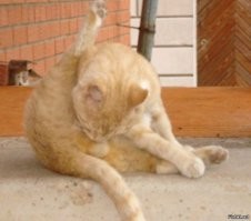 Японка 24 ночи спала там же, где её коты, чтобы выяснить, удобно ли это