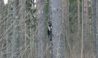 В Европе тоже живут.

"Родиной енота является Северная Америка, но уже в прошлом веке с помощью человека он распространился в другие части света, а также в Европу. Сейчас в Германии миллион енотов! Еноты и в Литве уже не редкость.
...
В Эстонии встретить енота не такое обычное явление, как встретить медведя. Енота в здешних краях можно увидеть примерно раз в несколько лет"