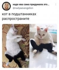 Смешные и познавательные картинки