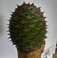 Сперва показалось, что это африканка спиной стоит