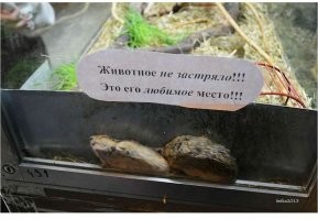 Всё вразнобой