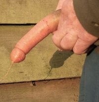 Особенно выразительна морковь.