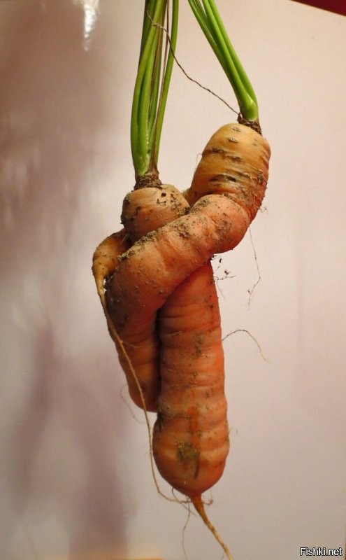 Особенно выразительна морковь.