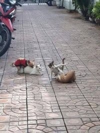 Котопес. Начало.