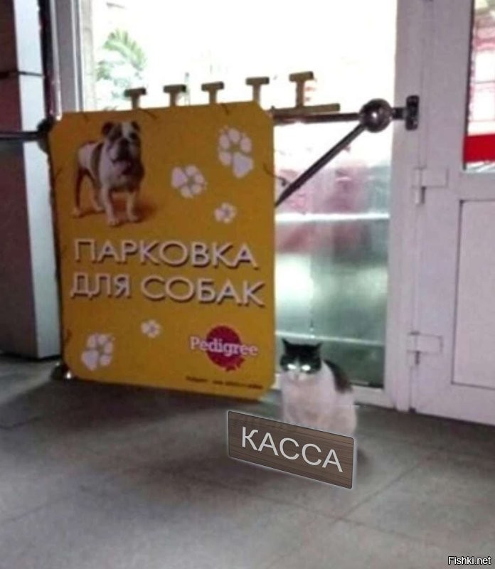 Смешные и познавательные картинки