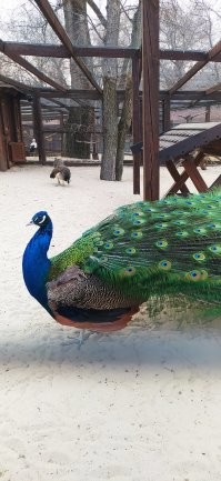 На днях фоткала в Птичьем дворе в парке Лога, хутор Старая  Станица Ростовской области. Красивый, зараза)) правда, орал дурным голосом на всю территорию, как демон)