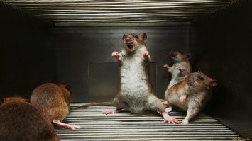 Подкину пару ложек дёгтя в вашу бочку с мёдом.
В моём понимании нельзя очеловечивать животных.