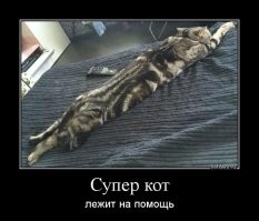 40 уморительных фото очень странных кошек