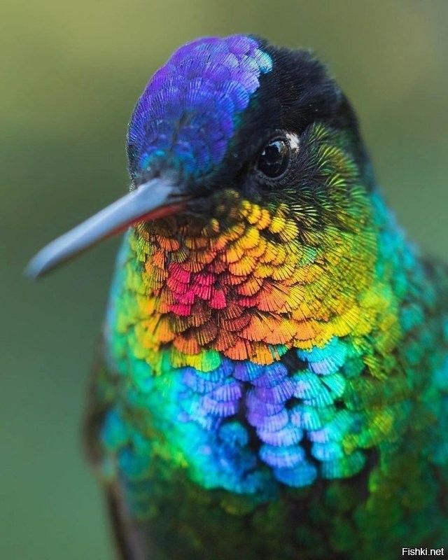 Просто красивая птичка колибри)