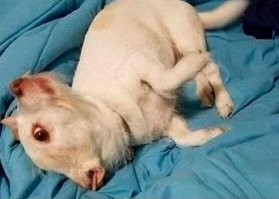 Показалось: 20+ фото, на которые стоит взглянуть дважды