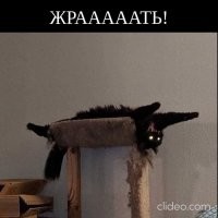 40 уморительных фото очень странных кошек