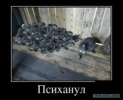40 уморительных фото очень странных кошек
