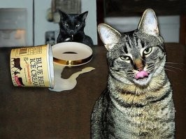 40 уморительных фото очень странных кошек