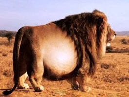 Так, как-то...