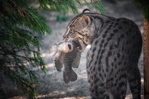 Азиатский кот-рыболов или виверровый кот. Превосходный пловец и ныряльщик.