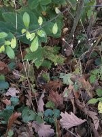 Снимали домик у озера и вот такое вот чудо принес бродячий кот в обмен на кусок мяса . Пришлось забрать и выпустить , хорошо он ее не убил .