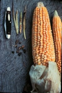 слева - дикий предок современной кукурузы
самая успешная селекция, выполненная древними людьми