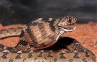 "То же самое справедливо и для человека - человек тоже может инстинктивно атаковать даже друга, если на уровне рефлексов распознает его как угрозу."
- Что значит, "на уровне рефлексов"? Я говорил не про рефлекторную реакцию, а про инстинктивное поведение. У змей и насекомых.

"Человек тоже может перестать ощущать привязанность и ответить атакой объекту привязанности, если он ведет себя (или нам кажется что он ведет себя) агрессивно"
- человек МОЖЕТ ощущать привязанность в принципе. Для этого у него есть структуры мозга. У змеи же таких структур нет. Это капкан с маленькими мозгами, которых хватает только на то, чтобы на любое движение не атаковать.

Змеи - самые примитивные по разума из пресмыкающихся именно благодаря своей уникальной конструкции и способу питания.

Они заглатывают крупную да ещё живую добычу целиком, причём голова у них маленькая. Большой мозг мешал бы им в заглатывании. Если когда-нибудь видели питающуюся змею - поймёте. Особенно классно смотрится иллюстрация со змеёй-яйцеедом. Она буквально натягивается на яйцо.


"но как минимум можно провести множество аналогий"
- Можно привести сколь угодно аналогий, но сама по себе аналогия в отрыве от контекста - не служит доказательством. Она - ложна.

"Сама по себе привязанность в человеческом понимании ни что иное, как инстинктивное желание быть там и с тем кто несет защиту"
- ох уж эти инстинкты у человека. Беда в том, что есть ли вообще хоть какие-нибудь инстинкты у человека - это большой вопрос. Часть учёных вообще отрицает инстинктивную составляющую в поведении человека. Часть - говорит ,что какие-то инстинкты, всё же, остались. Но, их можно перечислить буквально по пальцам.
Можно принимать во внимание обе эти концепции. Но, исходя из обеих, можно понять, что инстинкты НЕ играют в жизни человека заметную роль.
А в жизни тех же змей - играют. 

"Так что не так уж сильно мы и отличаемся."
- отличаемся и кардинально. Да, в человеке много животного, но это "животное" досталось нам именно от высших животных, от приматов в частности. Змеи же куда примитивней.