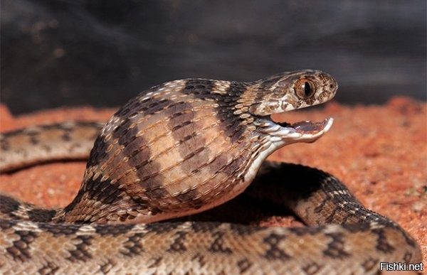 "То же самое справедливо и для человека - человек тоже может инстинктивно атаковать даже друга, если на уровне рефлексов распознает его как угрозу."
- Что значит, "на уровне рефлексов"? Я говорил не про рефлекторную реакцию, а про инстинктивное поведение. У змей и насекомых.

"Человек тоже может перестать ощущать привязанность и ответить атакой объекту привязанности, если он ведет себя (или нам кажется что он ведет себя) агрессивно"
- человек МОЖЕТ ощущать привязанность в принципе. Для этого у него есть структуры мозга. У змеи же таких структур нет. Это капкан с маленькими мозгами, которых хватает только на то, чтобы на любое движение не атаковать.

Змеи - самые примитивные по разума из пресмыкающихся именно благодаря своей уникальной конструкции и способу питания.

Они заглатывают крупную да ещё живую добычу целиком, причём голова у них маленькая. Большой мозг мешал бы им в заглатывании. Если когда-нибудь видели питающуюся змею - поймёте. Особенно классно смотрится иллюстрация со змеёй-яйцеедом. Она буквально натягивается на яйцо.


"но как минимум можно провести множество аналогий"
- Можно привести сколь угодно аналогий, но сама по себе аналогия в отрыве от контекста - не служит доказательством. Она - ложна.

"Сама по себе привязанность в человеческом понимании ни что иное, как инстинктивное желание быть там и с тем кто несет защиту"
- ох уж эти инстинкты у человека. Беда в том, что есть ли вообще хоть какие-нибудь инстинкты у человека - это большой вопрос. Часть учёных вообще отрицает инстинктивную составляющую в поведении человека. Часть - говорит ,что какие-то инстинкты, всё же, остались. Но, их можно перечислить буквально по пальцам.
Можно принимать во внимание обе эти концепции. Но, исходя из обеих, можно понять, что инстинкты НЕ играют в жизни человека заметную роль.
А в жизни тех же змей - играют. 

"Так что не так уж сильно мы и отличаемся."
- отличаемся и кардинально. Да, в человеке много животного, но это "животное" досталось нам именно от высших животных, от приматов в частности. Змеи же куда примитивней.