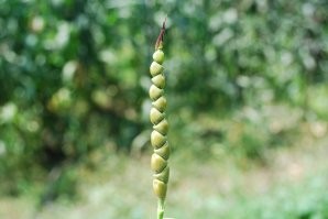 Сначала собрали вот такую кукурузу. Посадили. Отобрали на посадку самые лучшие колоски. И так 1000 лет подряд, искусственным отбором, без всякой генной инженерии.