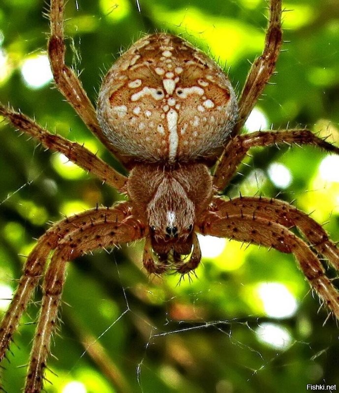 Вы паука в руках держали? У пауков хитиновый экзоскелет.