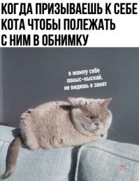 17 раз, когда кошки не хотели быть героями селфи