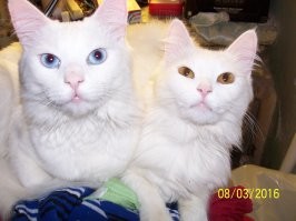 17 раз, когда кошки не хотели быть героями селфи