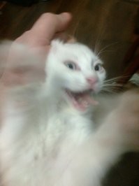 17 раз, когда кошки не хотели быть героями селфи