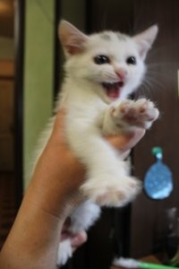 17 раз, когда кошки не хотели быть героями селфи