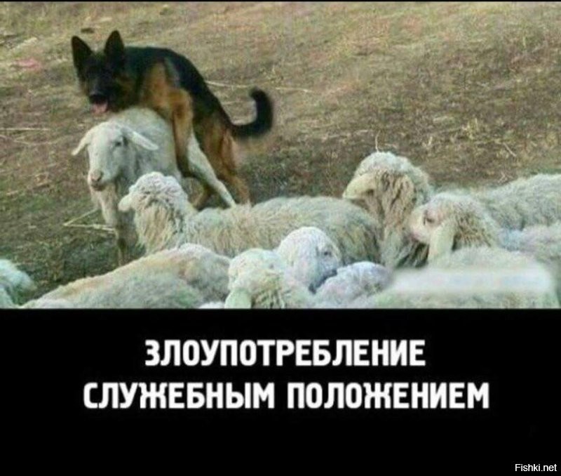 Командная работа пастушьих собак