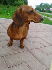 В далёком 2009 мама притащила домой таксу. Весёлая сосиска, жрущая как конь, подвижная как котейка и хулиганистая как пара-тройка звиздюков 7-9 лет. Но это по началу, пары руганий хватило, чтоб та перестала жрать башмаки и трусы. Очень послушная, гуляет без поводка, но приходится отгонять прохожих от ней. Суют свои руки куда не попадя. Хорошо что это такса, а не ротвейлер или стафор, так не дырка в пальце, а ампутация была бы. В общем псина идеальна со всех сторон. Управление 5 из 5, няшность 5 из 5, послушность 5 из 5, интеллект 5 из 5. Погулять попросится, не прихотлива, ест ВСЁ, запоминает дорогу до дома откуда угодно. Однажды из леса меня вытаскивала=))