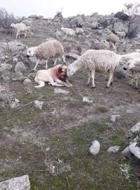 Пастушьи собаки это отдельная каста. Вот сильный кадр, который как-то мелькал тут. Это овца и собака, которая спасла стадо от волков.