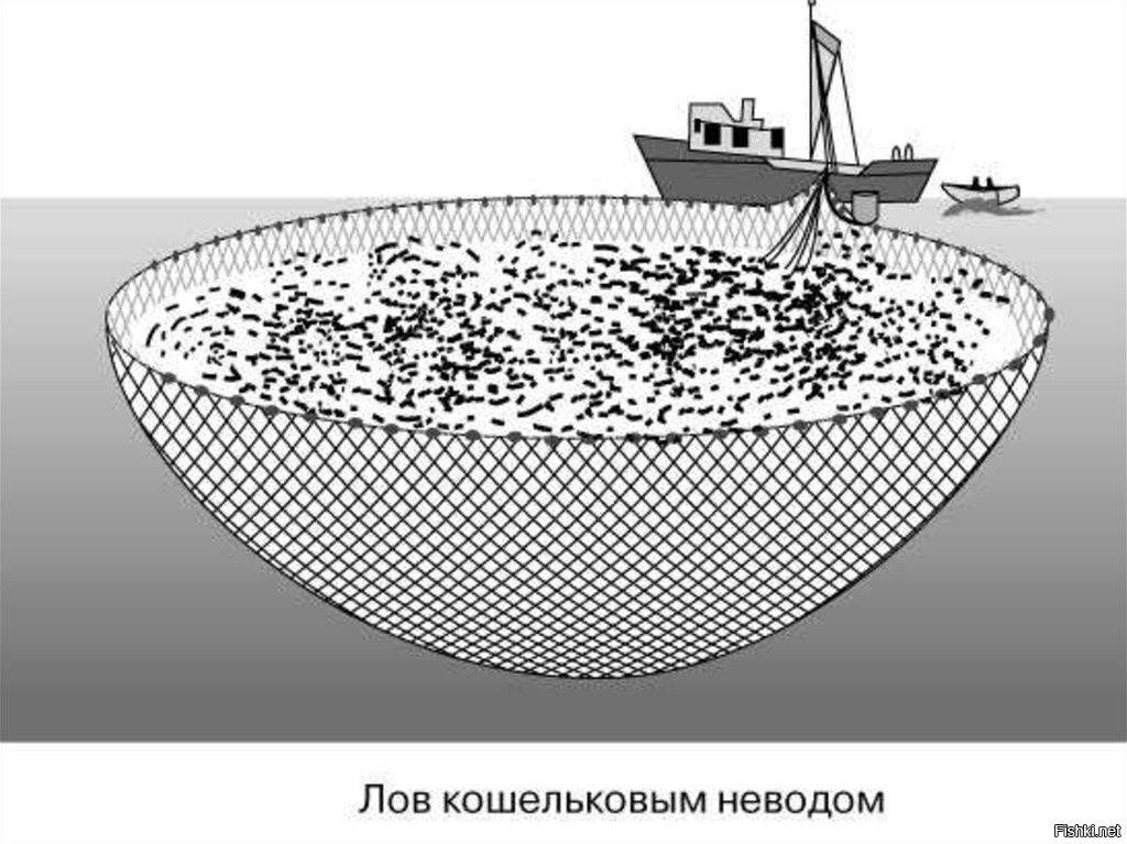 Как ловят тралом схема