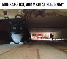 Это еще не проблемы!
У нас котэ от повышенного внимания киндера, в угловом диване, сзади в углу, оторвал обивку и залезал  во внутрь дивана.
Выяснилось, когда скво лежала дремала и вдруг услышала, что кто-то прям под ухом кряхтит, храпит и сопит, старичок  наш.
Но вначале был шок и ужас на уровне полтергейса