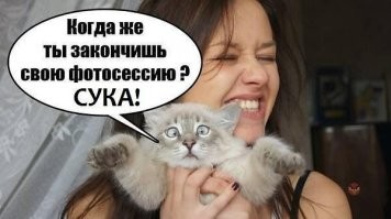 17 раз, когда кошки не хотели быть героями селфи