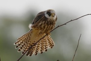 Кобчик:
- Я??? Скребу???