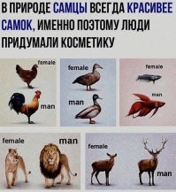 Я не знаток английского языка, но, насколько я знаю, слово "man" означает мужчина, то есть самец вида Homo Sapiens. На картинке используется слово "female", что можно перевести как самка, тогда, логично, что должны быть "male" - самцы. Либо вместо female нужно woman.