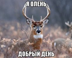 Всё о лени... и даже немного больше